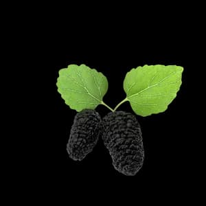Mulberry thumbnail