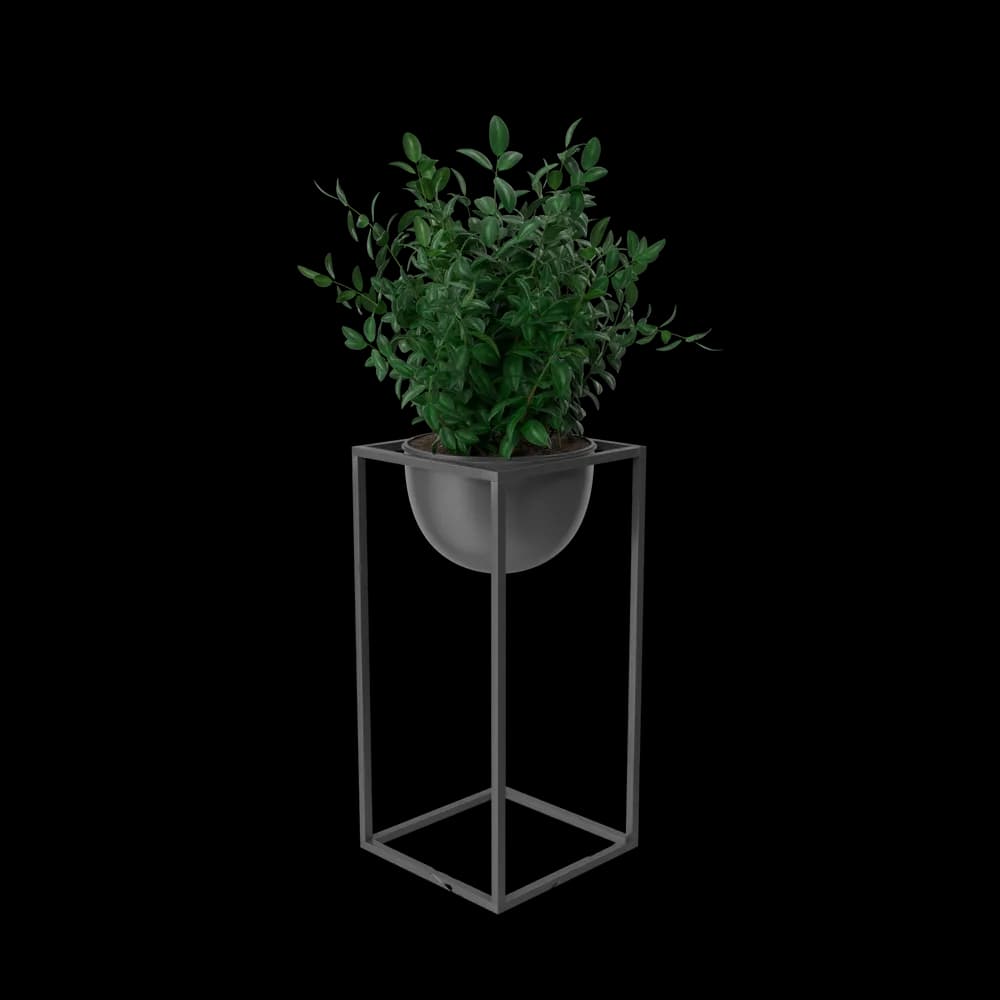 House Showpiece Plant thumbnail
