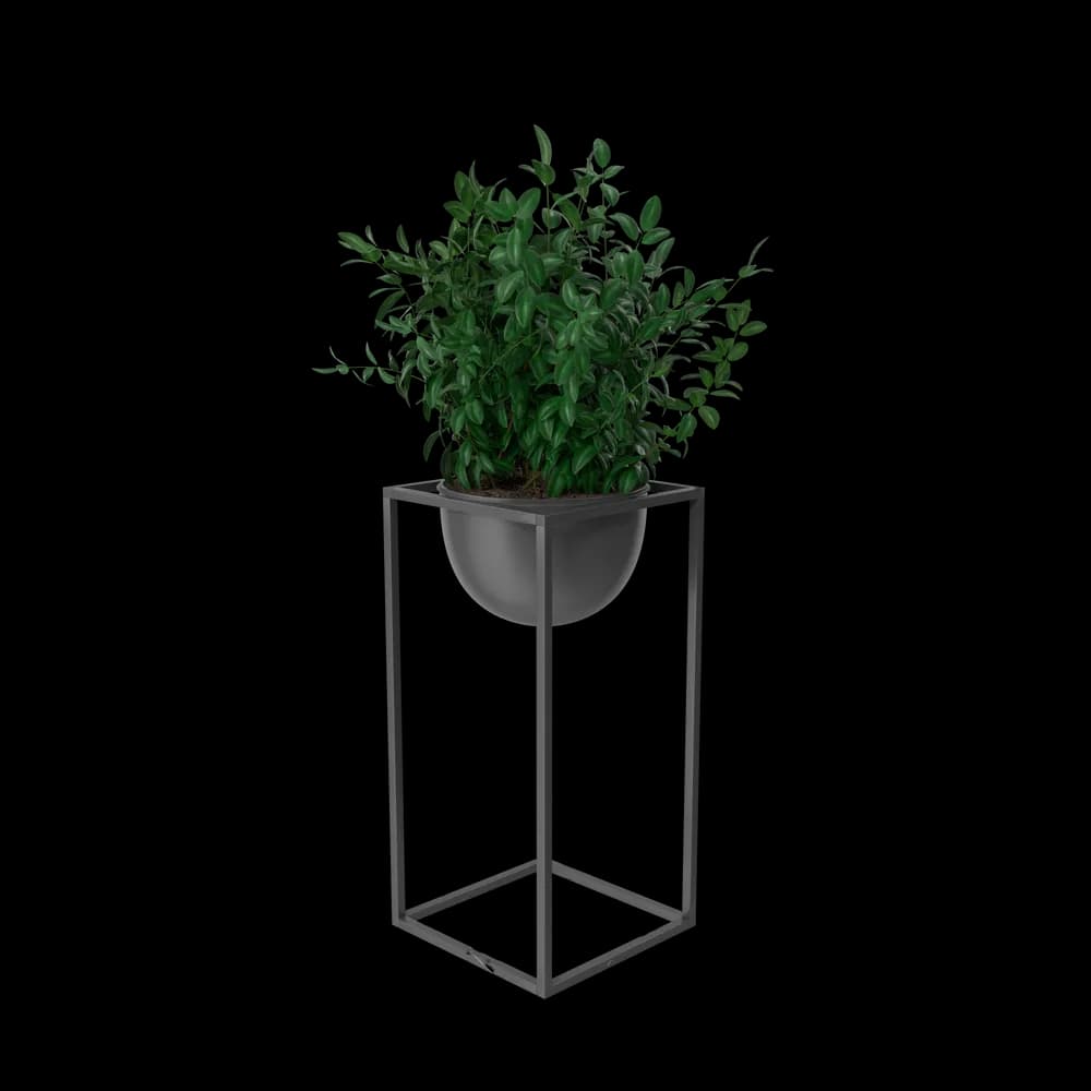House Showpiece Plant thumbnail