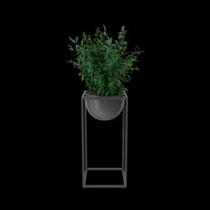 House Showpiece Plant thumbnail