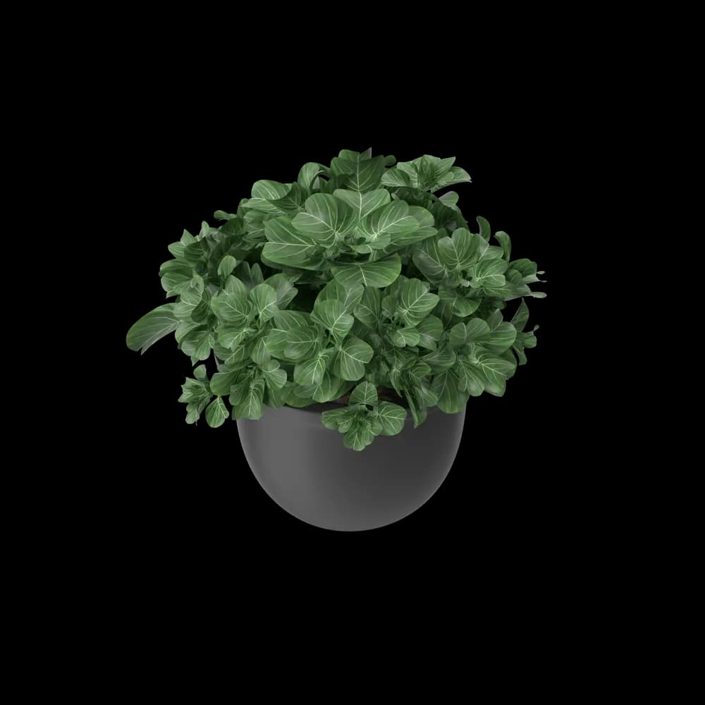 Plant Pot thumbnail