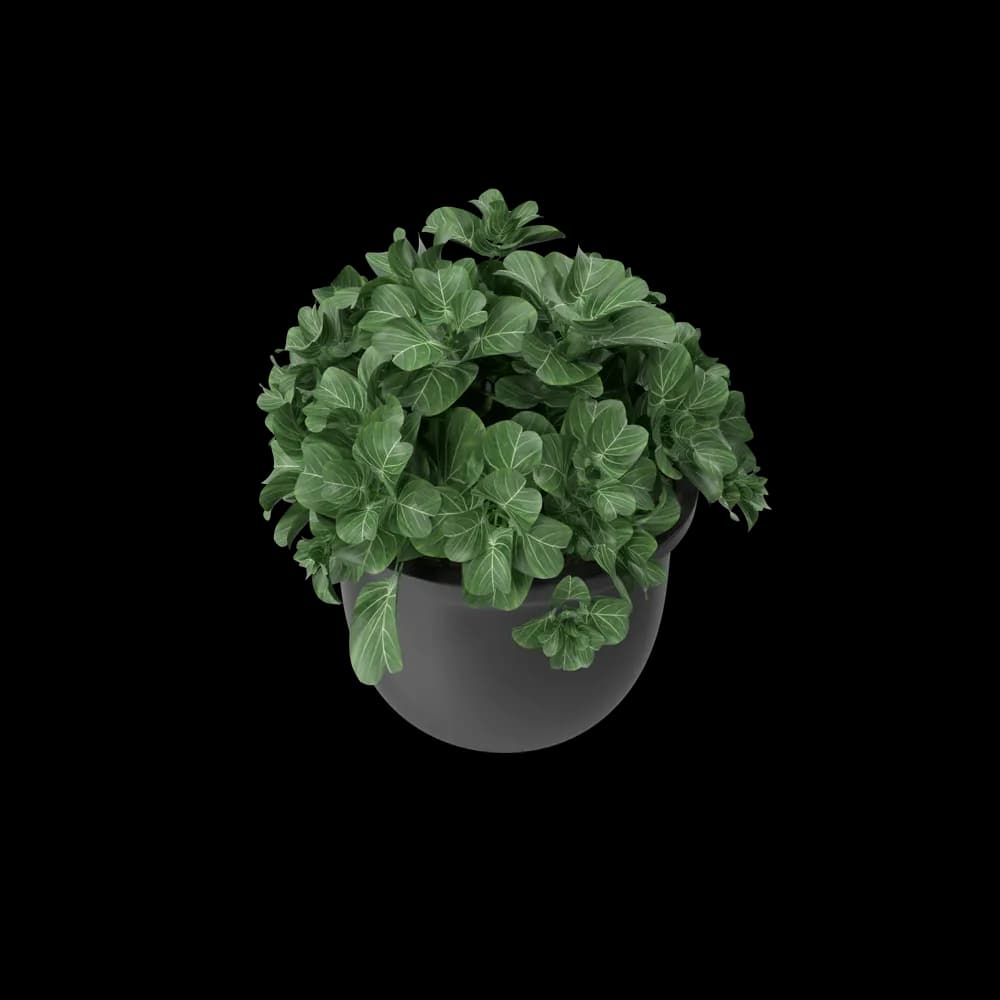 Plant Pot thumbnail